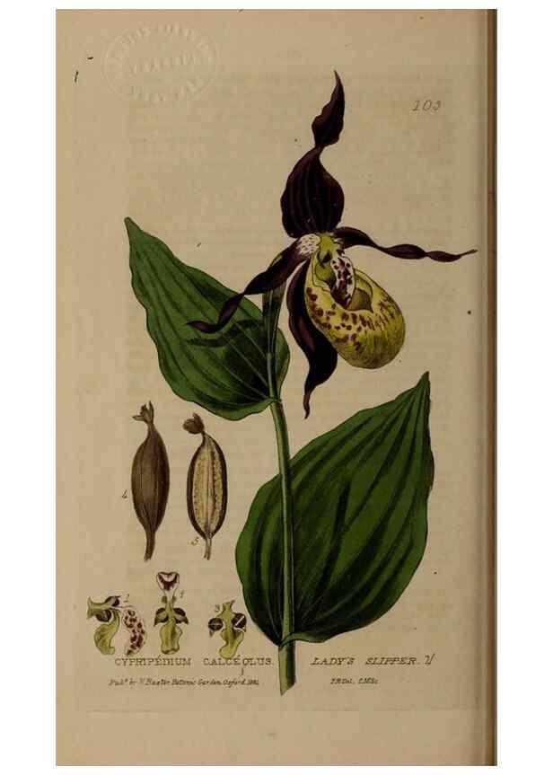 Reproducción/Reproduction 28945416771: British phaenogamous botany,. Oxford,Published by the author, sold by J.H. Parker [etc.]1834-43.