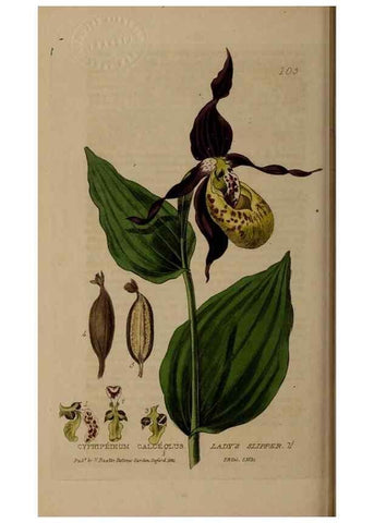 Reproducción/Reproduction 28945416771: British phaenogamous botany,. Oxford,Published by the author, sold by J.H. Parker [etc.]1834-43.