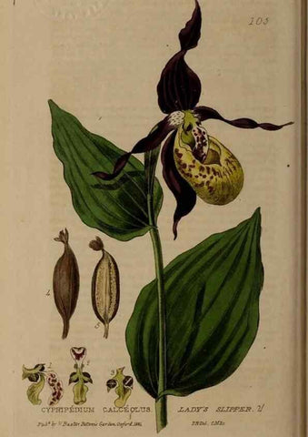 Reproducción/Reproduction 28945416771: British phaenogamous botany,. Oxford,Published by the author, sold by J.H. Parker [etc.]1834-43.