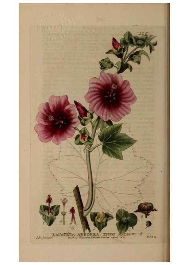 Reproducción/Reproduction 28735194350: British phaenogamous botany,. Oxford,Published by the author, sold by J.H. Parker [etc.]1834-43.
