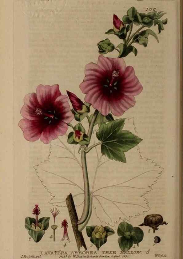 Reproducción/Reproduction 28735194350: British phaenogamous botany,. Oxford,Published by the author, sold by J.H. Parker [etc.]1834-43.