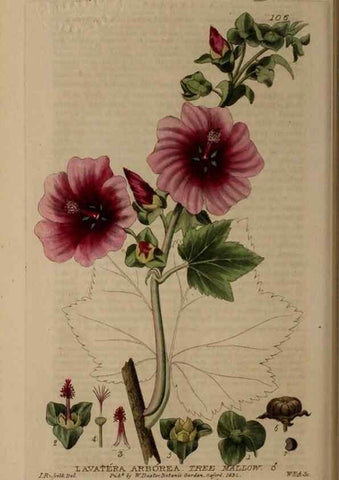 Reproducción/Reproduction 28735194350: British phaenogamous botany,. Oxford,Published by the author, sold by J.H. Parker [etc.]1834-43.