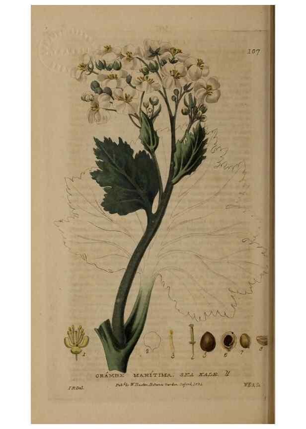Reproducción/Reproduction 29021231255: British phaenogamous botany,. Oxford,Published by the author, sold by J.H. Parker [etc.]1834-43.
