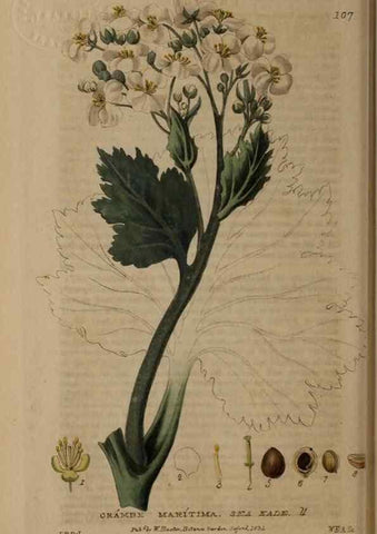 Reproducción/Reproduction 29021231255: British phaenogamous botany,. Oxford,Published by the author, sold by J.H. Parker [etc.]1834-43.