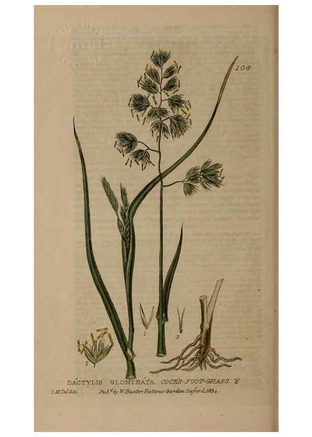 Reproducción/Reproduction 29021232855: British phaenogamous botany,. Oxford,Published by the author, sold by J.H. Parker [etc.]1834-43.