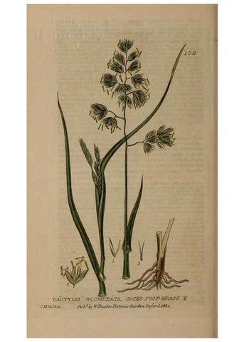 Reproducción/Reproduction 29021232855: British phaenogamous botany,. Oxford,Published by the author, sold by J.H. Parker [etc.]1834-43.