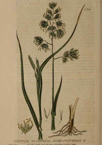 Reproducción/Reproduction 29021232855: British phaenogamous botany,. Oxford,Published by the author, sold by J.H. Parker [etc.]1834-43.