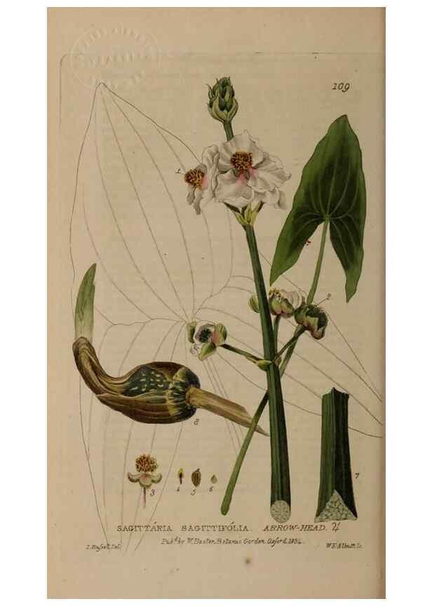 Reproducción/Reproduction 28916302592: British phaenogamous botany,. Oxford,Published by the author, sold by J.H. Parker [etc.]1834-43.