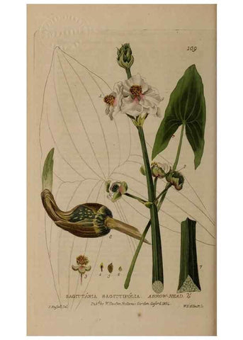 Reproducción/Reproduction 28916302592: British phaenogamous botany,. Oxford,Published by the author, sold by J.H. Parker [etc.]1834-43.
