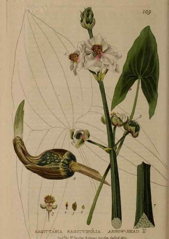 Reproducción/Reproduction 28916302592: British phaenogamous botany,. Oxford,Published by the author, sold by J.H. Parker [etc.]1834-43.