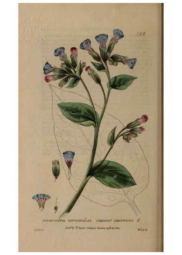 Reproducción/Reproduction 28735189560: British phaenogamous botany,. Oxford,Published by the author, sold by J.H. Parker [etc.]1834-43.