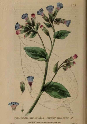 Reproducción/Reproduction 28735189560: British phaenogamous botany,. Oxford,Published by the author, sold by J.H. Parker [etc.]1834-43.