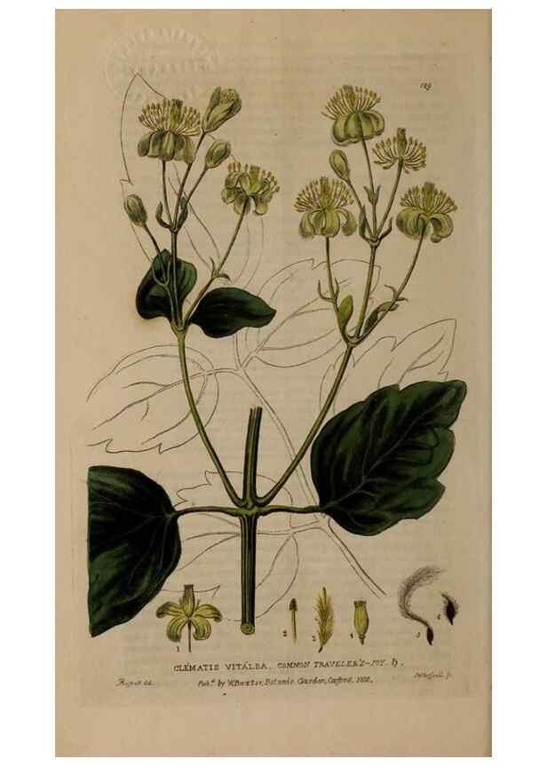 Reproducción/Reproduction 28735235730: British phaenogamous botany,. Oxford,Published by the author, sold by J.H. Parker [etc.]1834-43.