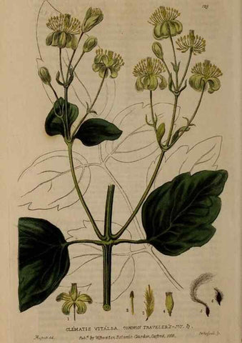 Reproducción/Reproduction 28735235730: British phaenogamous botany,. Oxford,Published by the author, sold by J.H. Parker [etc.]1834-43.