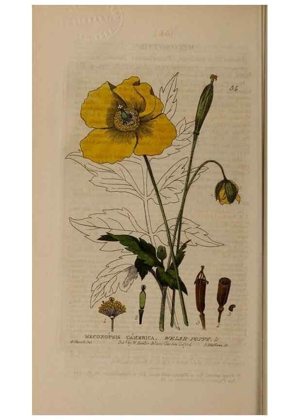Reproducción/Reproduction 28385123433: British phaenogamous botany,. Oxford,Published by the author, sold by J.H. Parker [etc.]1834-43.