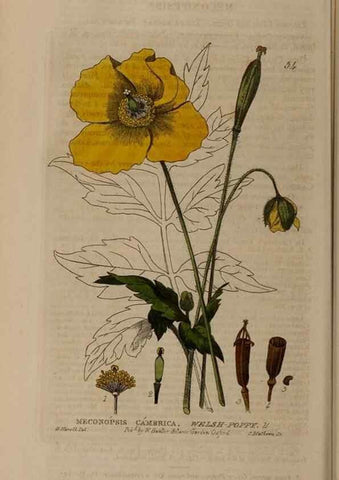 Reproducción/Reproduction 28385123433: British phaenogamous botany,. Oxford,Published by the author, sold by J.H. Parker [etc.]1834-43.