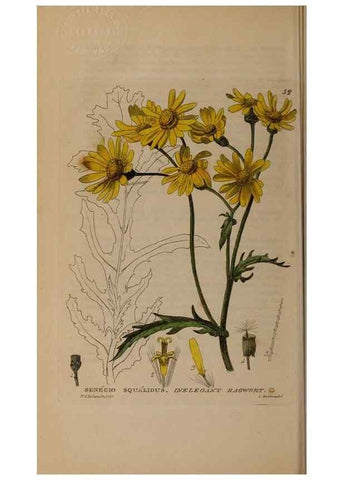 Reproducción/Reproduction 28385114623: British phaenogamous botany,. Oxford,Published by the author, sold by J.H. Parker [etc.]1834-43.