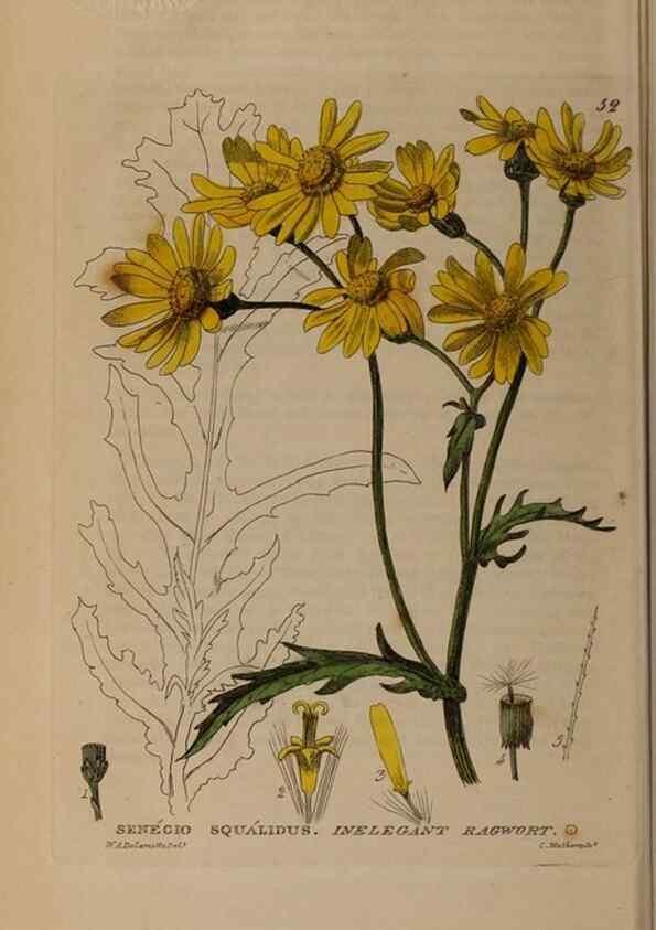 Reproducción/Reproduction 28385114623: British phaenogamous botany,. Oxford,Published by the author, sold by J.H. Parker [etc.]1834-43.