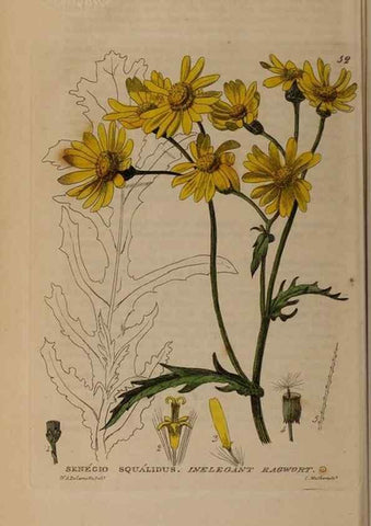Reproducción/Reproduction 28385114623: British phaenogamous botany,. Oxford,Published by the author, sold by J.H. Parker [etc.]1834-43.