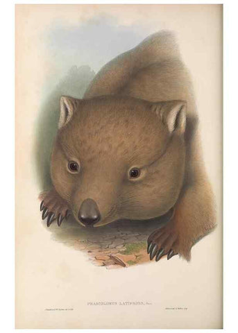Reproducción/Reproduction 27216419371: The mammals of Australia.. London,Printed by Taylor and Francis, pub. by the author,1863.