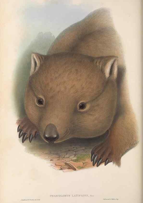 Reproducción/Reproduction 27216419371: The mammals of Australia.. London,Printed by Taylor and Francis, pub. by the author,1863.