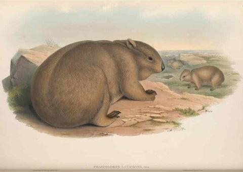 Reproducción/Reproduction 27253000676: The mammals of Australia.. London,Printed by Taylor and Francis, pub. by the author,1863.