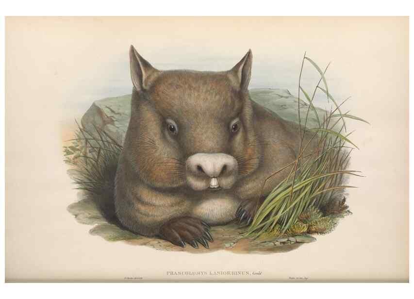 Reproducción/Reproduction 27216426781: The mammals of Australia.. London,Printed by Taylor and Francis, pub. by the author,1863.