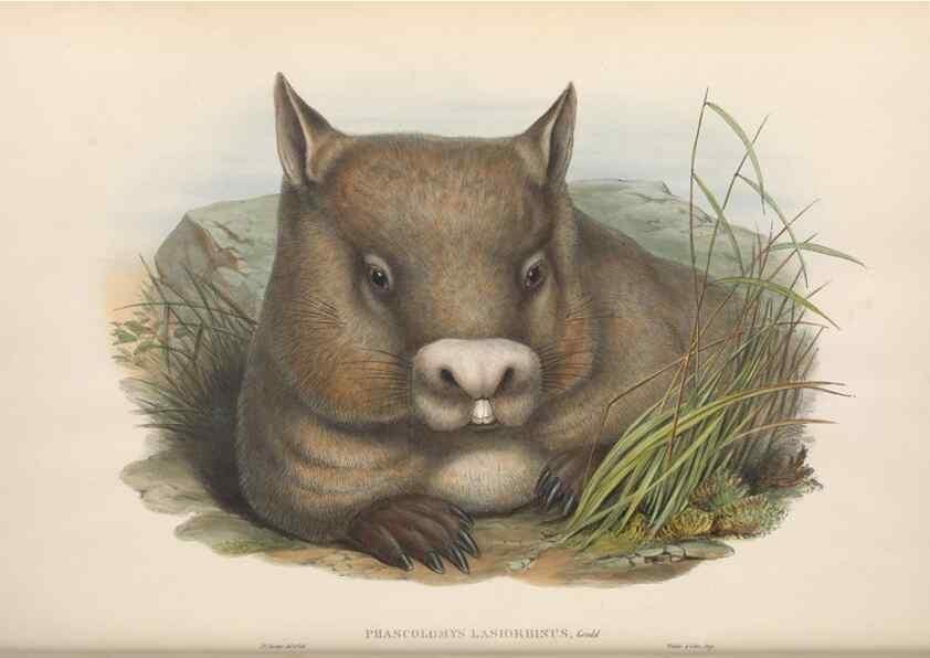 Reproducción/Reproduction 27216426781: The mammals of Australia.. London,Printed by Taylor and Francis, pub. by the author,1863.