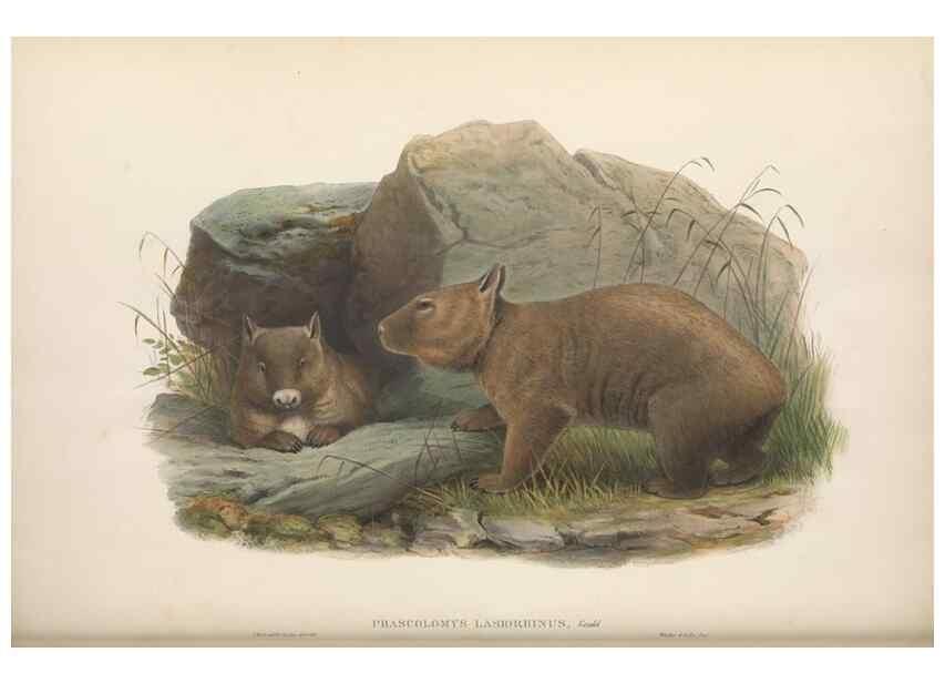 Reproducción/Reproduction 27189725582: The mammals of Australia.. London,Printed by Taylor and Francis, pub. by the author,1863.