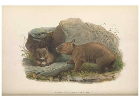 Reproducción/Reproduction 27189725582: The mammals of Australia.. London,Printed by Taylor and Francis, pub. by the author,1863.