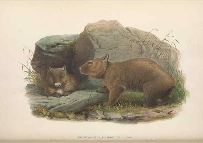Reproducción/Reproduction 27189725582: The mammals of Australia.. London,Printed by Taylor and Francis, pub. by the author,1863.