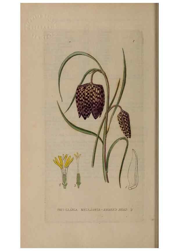 Reproducción/Reproduction 28384927863: British phaenogamous botany,. Oxford,Published by the author, sold by J.H. Parker [etc.]1834-43.