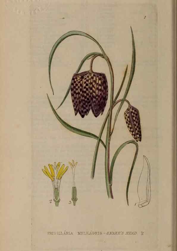 Reproducción/Reproduction 28384927863: British phaenogamous botany,. Oxford,Published by the author, sold by J.H. Parker [etc.]1834-43.