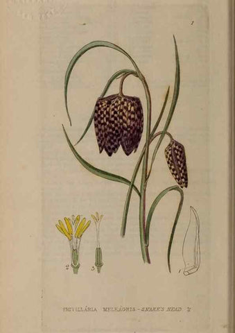 Reproducción/Reproduction 28384927863: British phaenogamous botany,. Oxford,Published by the author, sold by J.H. Parker [etc.]1834-43.