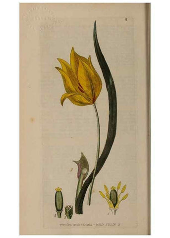 Reproducción/Reproduction 28384931753: British phaenogamous botany,. Oxford,Published by the author, sold by J.H. Parker [etc.]1834-43.