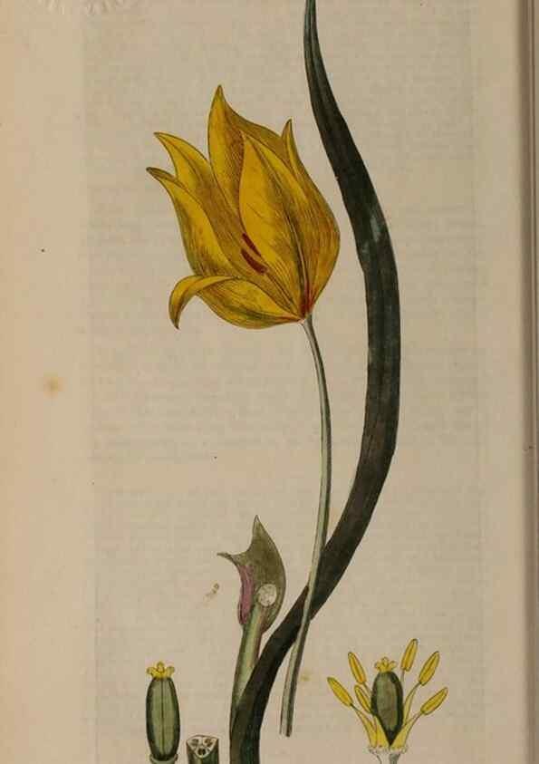 Reproducción/Reproduction 28384931753: British phaenogamous botany,. Oxford,Published by the author, sold by J.H. Parker [etc.]1834-43.