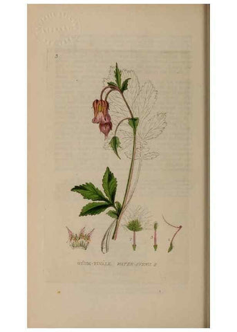 Reproducción/Reproduction 28384935723: British phaenogamous botany,. Oxford,Published by the author, sold by J.H. Parker [etc.]1834-43.