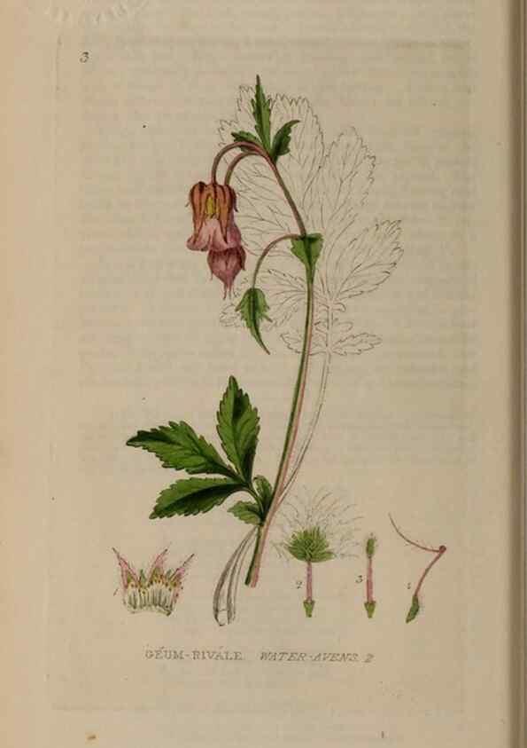 Reproducción/Reproduction 28384935723: British phaenogamous botany,. Oxford,Published by the author, sold by J.H. Parker [etc.]1834-43.