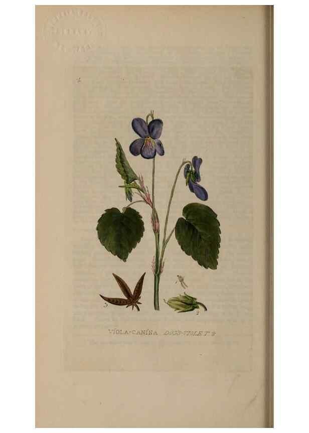 Reproducción/Reproduction 28384939743: British phaenogamous botany,. Oxford,Published by the author, sold by J.H. Parker [etc.]1834-43.