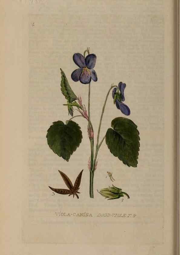 Reproducción/Reproduction 28384939743: British phaenogamous botany,. Oxford,Published by the author, sold by J.H. Parker [etc.]1834-43.