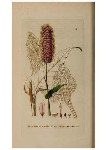 Reproducción/Reproduction 28715879460: British phaenogamous botany,. Oxford,Published by the author, sold by J.H. Parker [etc.]1834-43.
