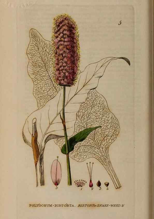 Reproducción/Reproduction 28715879460: British phaenogamous botany,. Oxford,Published by the author, sold by J.H. Parker [etc.]1834-43.