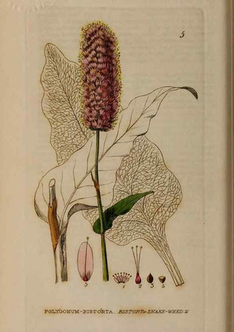Reproducción/Reproduction 28715879460: British phaenogamous botany,. Oxford,Published by the author, sold by J.H. Parker [etc.]1834-43.