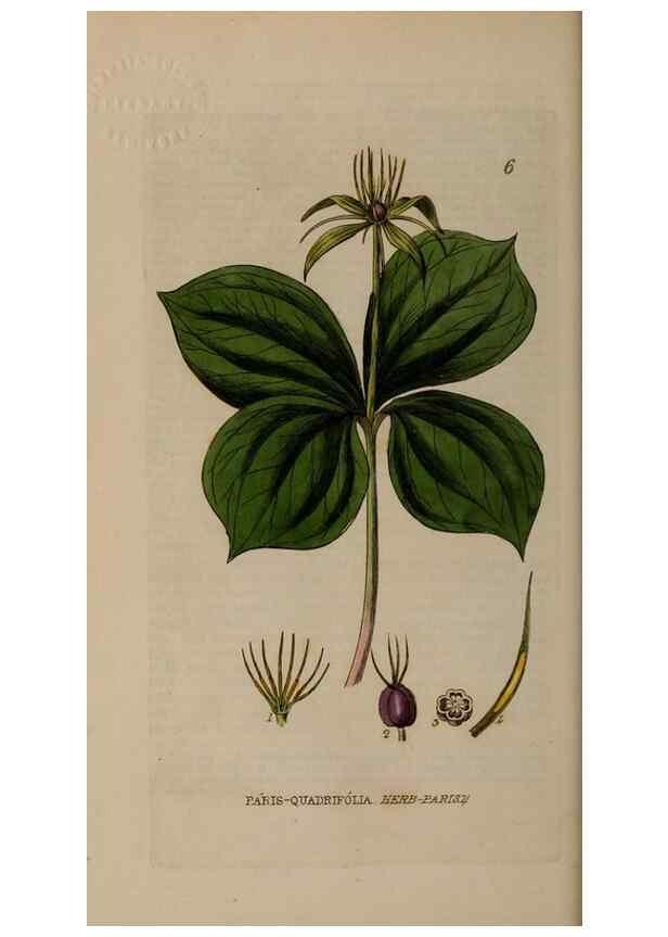 Reproducción/Reproduction 28925781761: British phaenogamous botany,. Oxford,Published by the author, sold by J.H. Parker [etc.]1834-43.