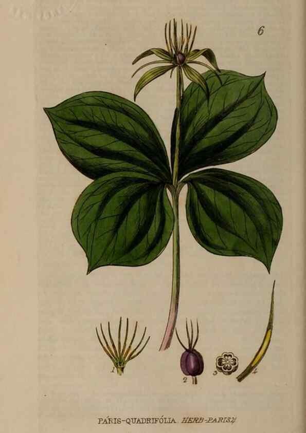 Reproducción/Reproduction 28925781761: British phaenogamous botany,. Oxford,Published by the author, sold by J.H. Parker [etc.]1834-43.