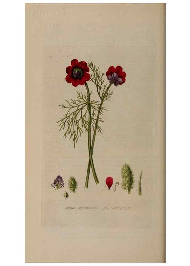 Reproducción/Reproduction 28896915932: British phaenogamous botany,. Oxford,Published by the author, sold by J.H. Parker [etc.]1834-43.