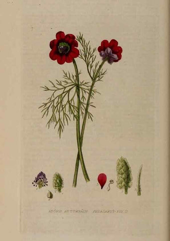 Reproducción/Reproduction 28896915932: British phaenogamous botany,. Oxford,Published by the author, sold by J.H. Parker [etc.]1834-43.