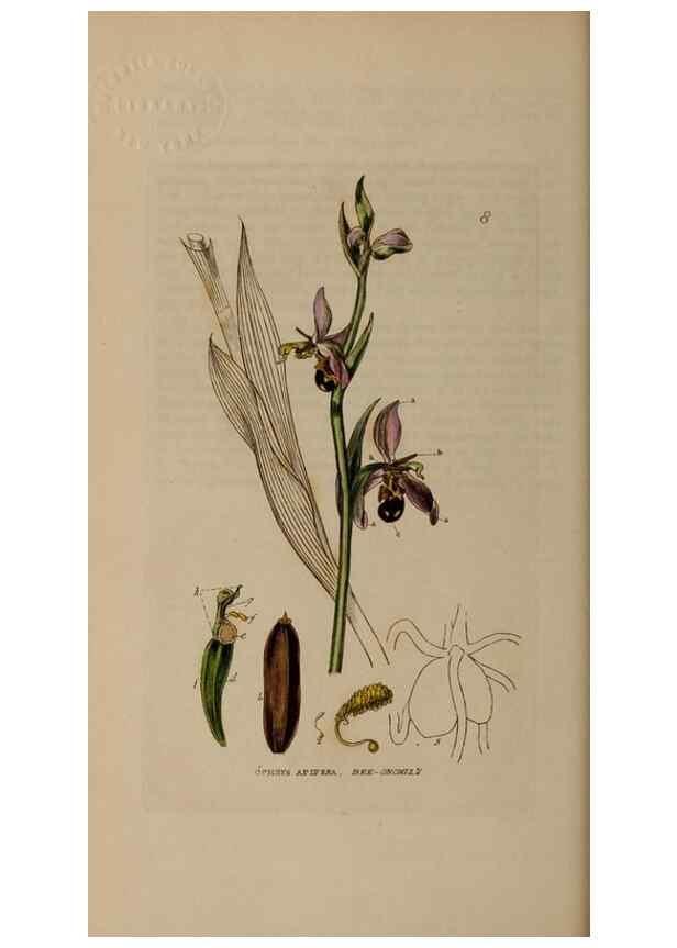 Reproducción/Reproduction 28382459084: British phaenogamous botany,. Oxford,Published by the author, sold by J.H. Parker [etc.]1834-43.