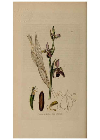 Reproducción/Reproduction 28382459084: British phaenogamous botany,. Oxford,Published by the author, sold by J.H. Parker [etc.]1834-43.