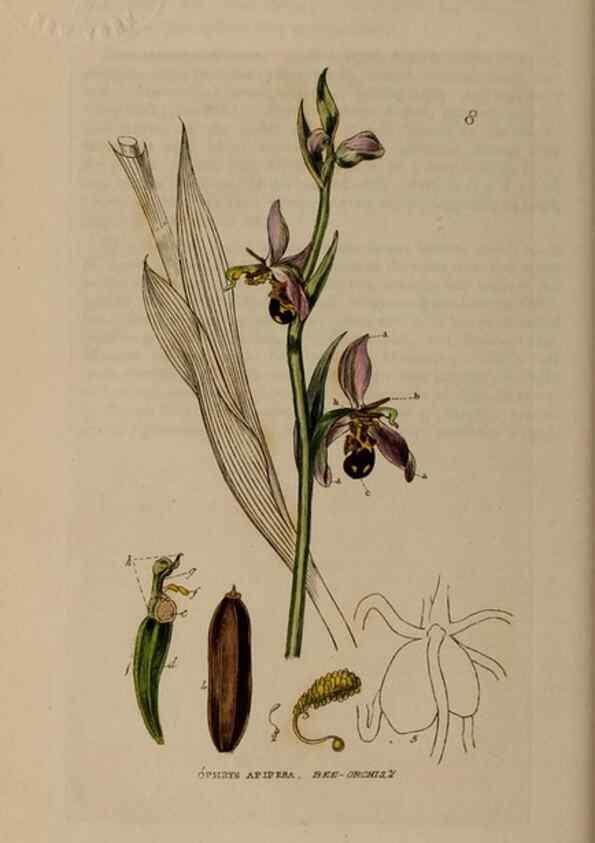 Reproducción/Reproduction 28382459084: British phaenogamous botany,. Oxford,Published by the author, sold by J.H. Parker [etc.]1834-43.